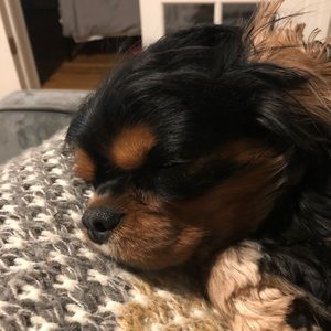 Meet your Posher, Bridget